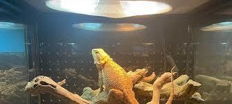 How would you react if you looked into your partners eyes and noticed their pupils turned into slivers... like a lizard?