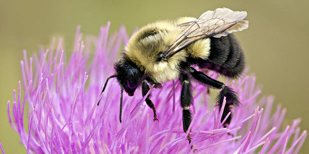 Have you ever had ground bees in your yard?