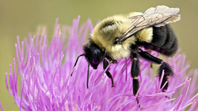 Have you ever had ground bees in your yard?