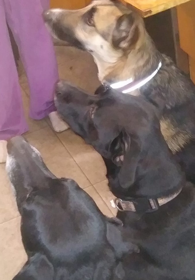 Toby is on the left, Cora on the right. Oden their brother in the middle left us for the next world a few years ago.