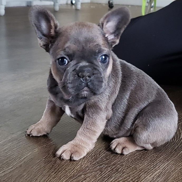 Which dog breed are you?