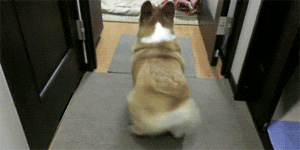 Corgi lmaoo