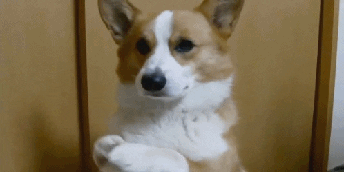 Let's see who'll win : cat people v/s dog people!! ?