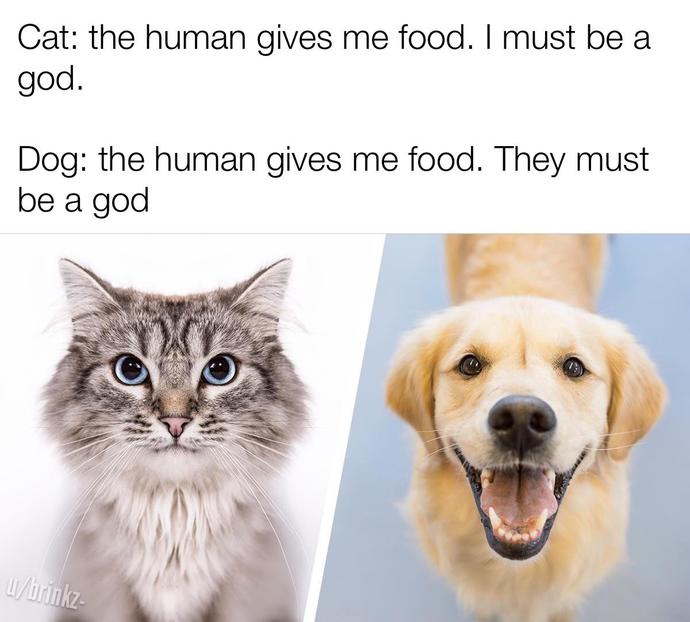 Let's see who'll win : cat people v/s dog people!! ?