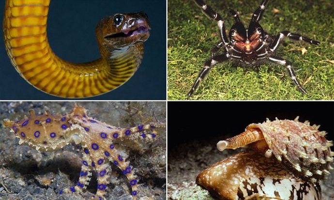 Does Australia or North America have scarier wildlife?