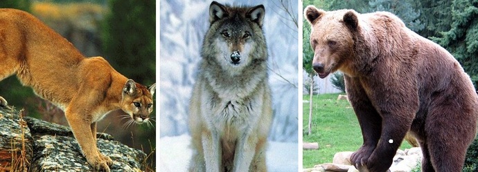 Does Australia or North America have scarier wildlife?