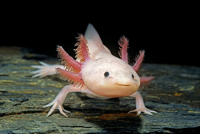 What’s your thoughts on axolotls (also known as the Mexican walking fish)?