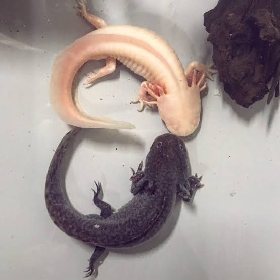 What’s your thoughts on axolotls (also known as the Mexican walking fish)?