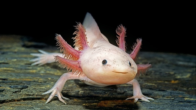 What’s your thoughts on axolotls (also known as the Mexican walking fish)?