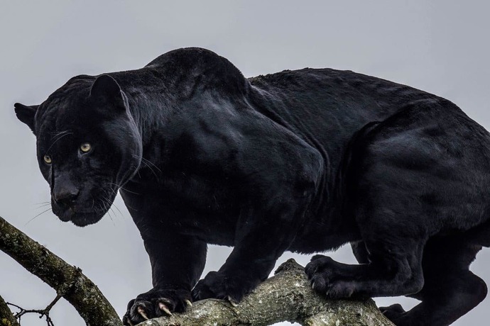 What kind of cat would you want to be?