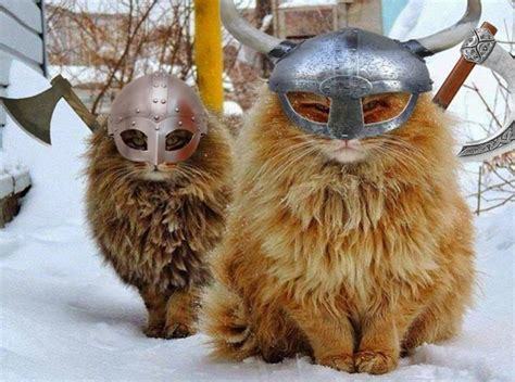 Norwegian Forest Cat