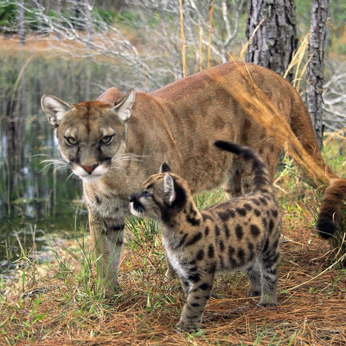 What kind of cat would you want to be?