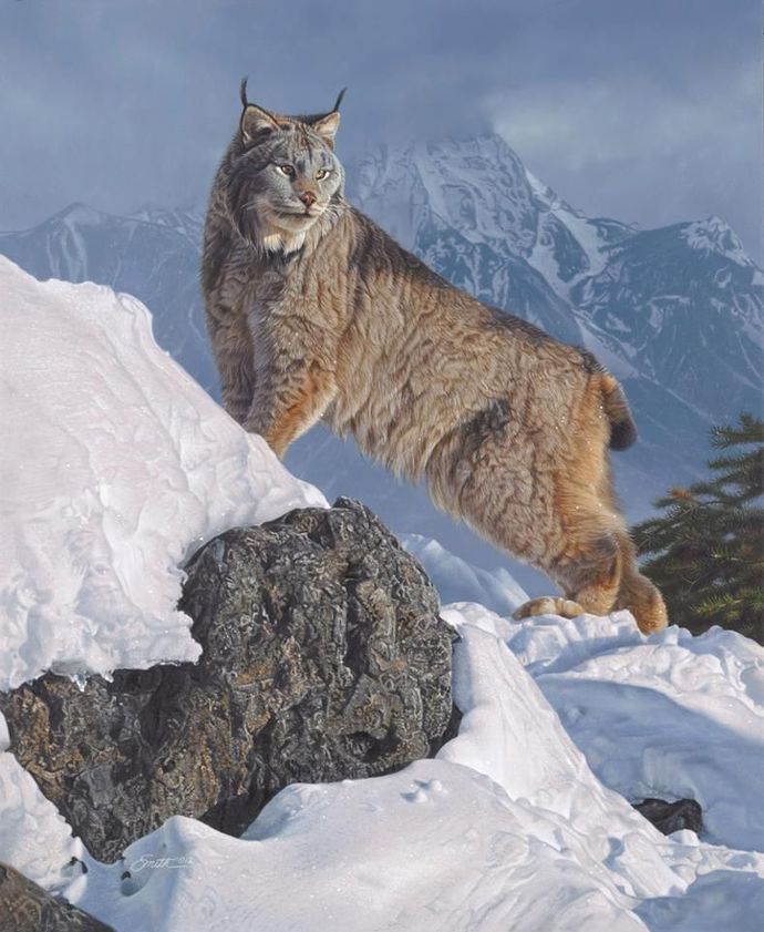 Lynx