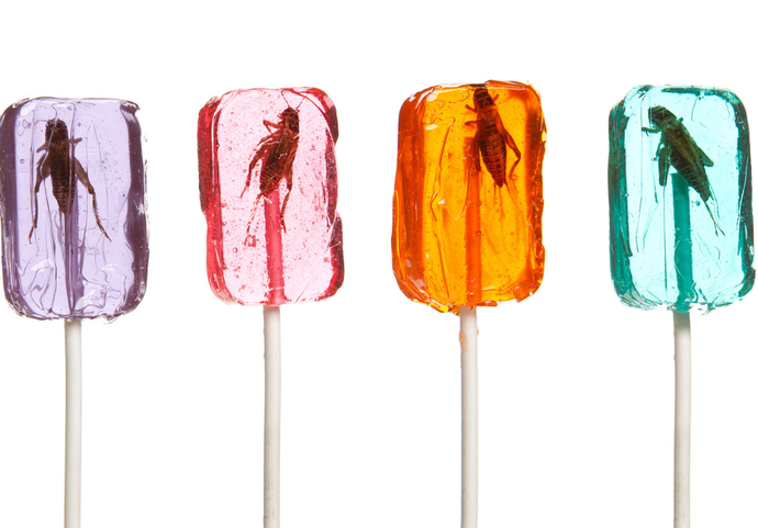 Would You Try Cricket Lollipops?