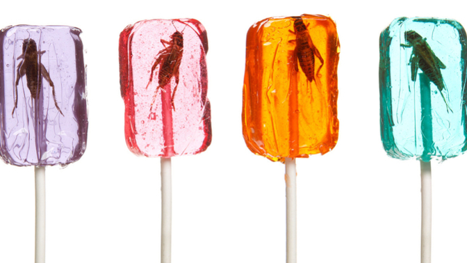 Would You Try Cricket Lollipops?