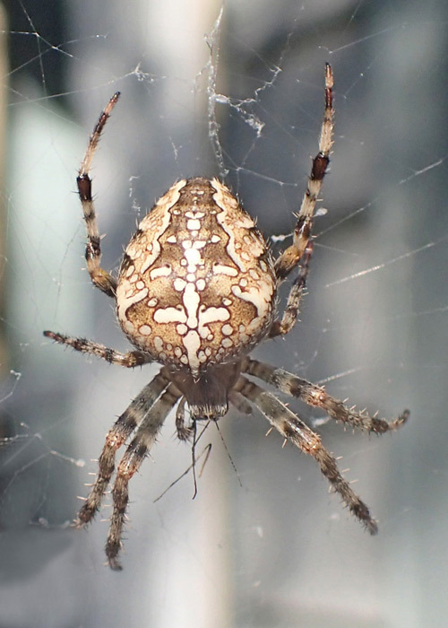 How do you feel about spiders?
