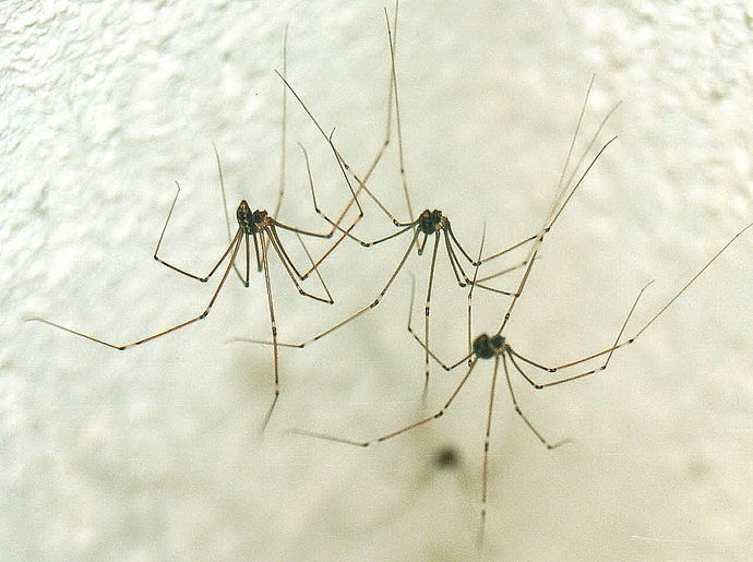 How do you feel about spiders?