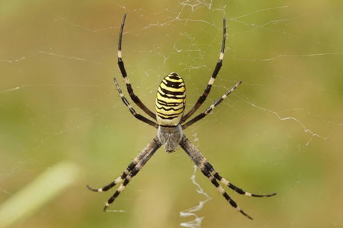 How do you feel about spiders?