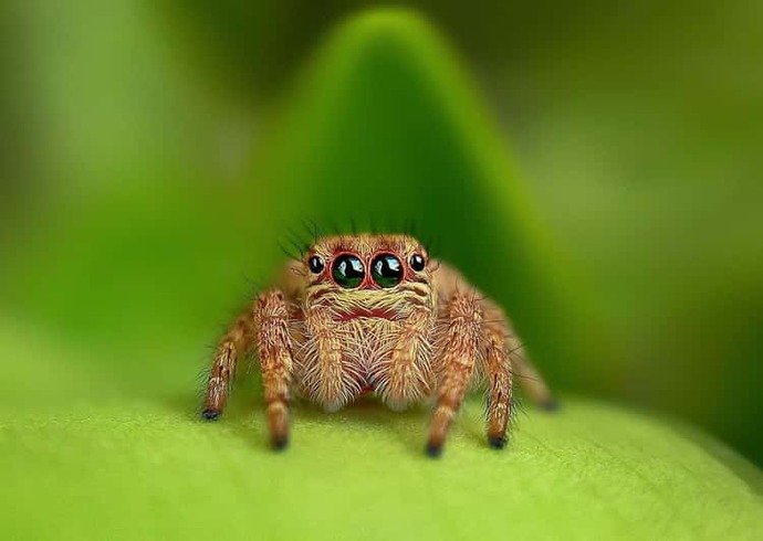 How do you feel about spiders?