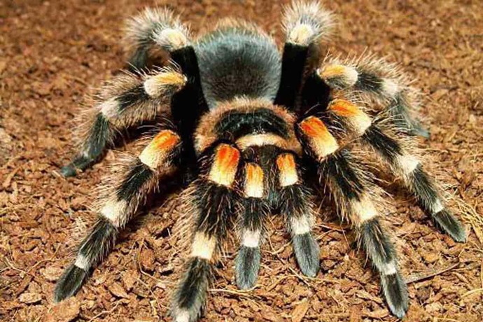 How do you feel about spiders?