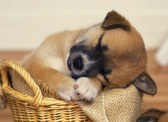 Do you like dogs or cats more?