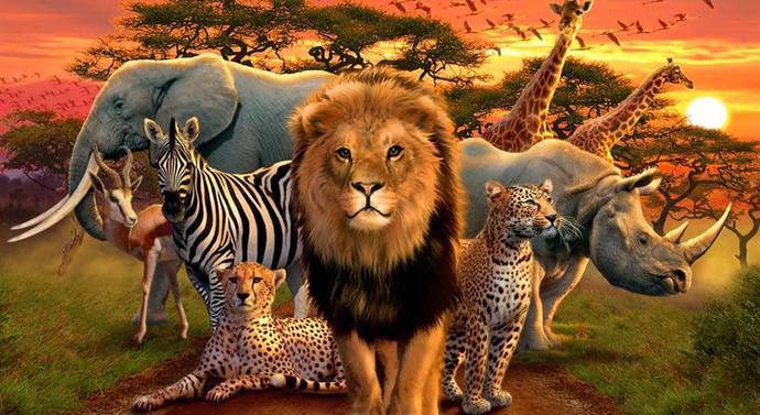 Do you ever wonder WHY there is such a DIVERSITY of ANIMALS?