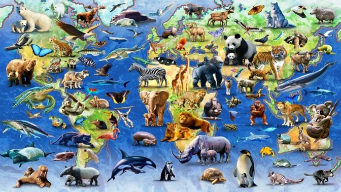 Do you ever wonder WHY there is such a DIVERSITY of ANIMALS?