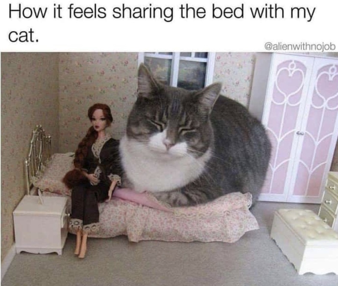 I dont have a cat but my parents have two😌 and they are part of the family ofcourse!