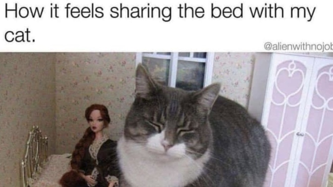 Do you think cats understand us?