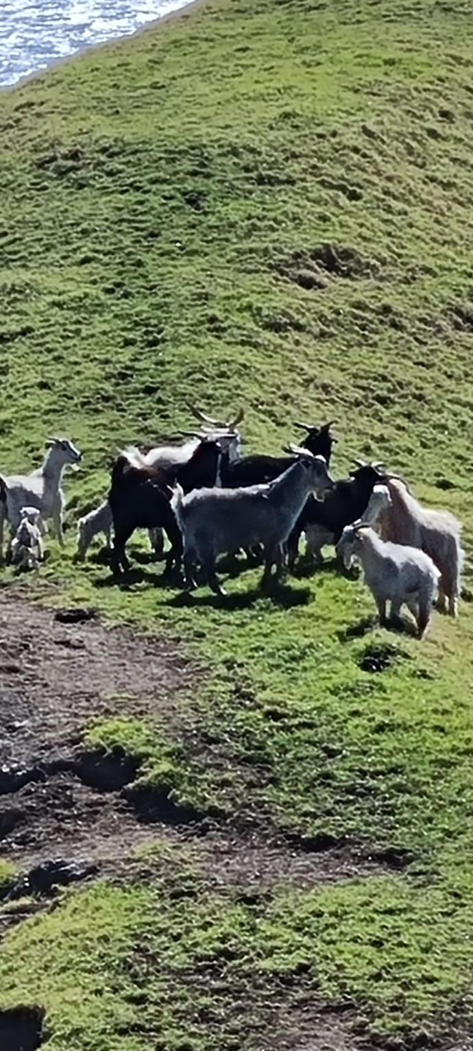 What are these animals?
