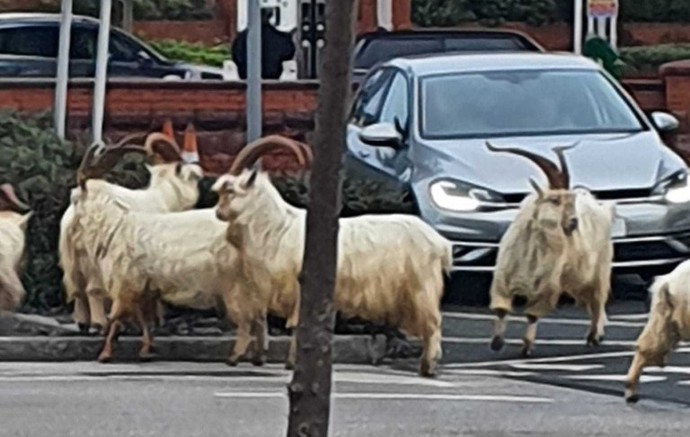 What are these animals?
