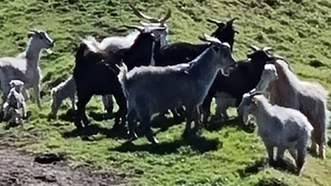 What are these animals?