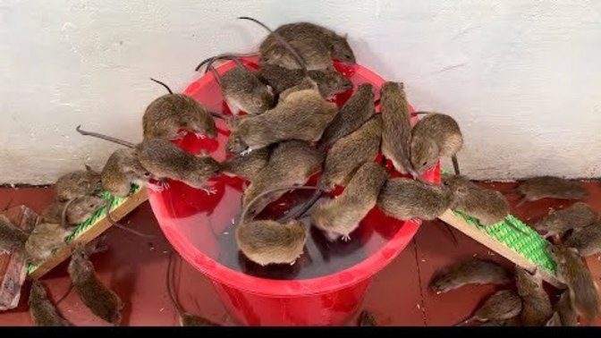 Anyone else here surprised by the sheer amount of mice falling into the trap? Where did all the mice come from? Anyone else find this kind of cute?