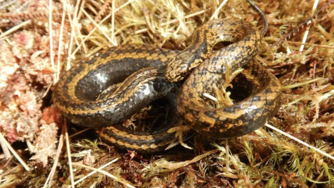 What do you think of Newly-Discovered Creatures named after Celebrities?
