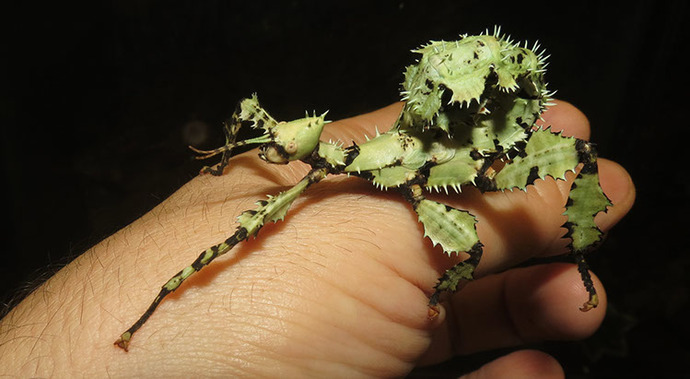 Would you know a bug from a leaf or flower?