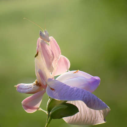 Would you know a bug from a leaf or flower?