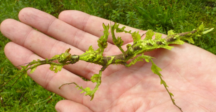 Would you know a bug from a leaf or flower?