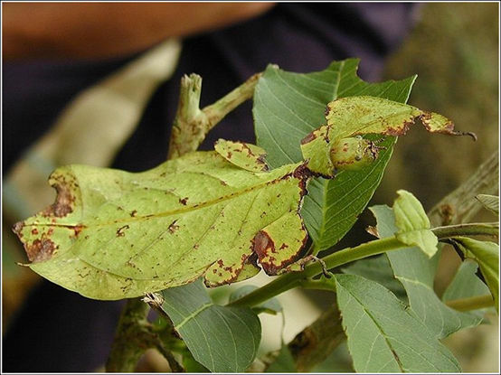 Would you know a bug from a leaf or flower?