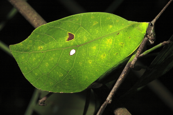 Would you know a bug from a leaf or flower?