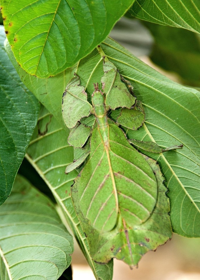 Would you know a bug from a leaf or flower?