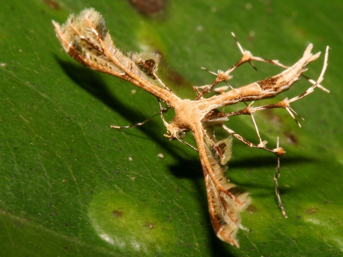 Would you know a bug from a leaf or flower?