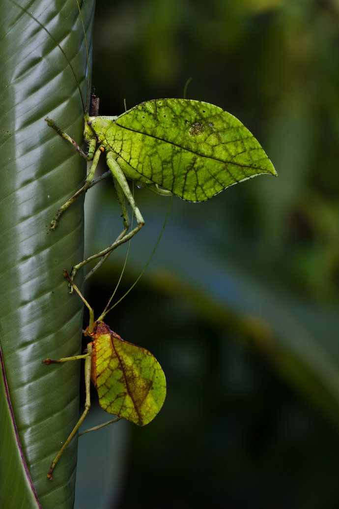 Would you know a bug from a leaf or flower?