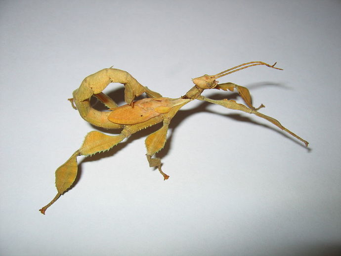 Would you know a bug from a leaf or flower?