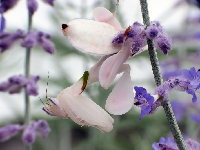 Would you know a bug from a leaf or flower?