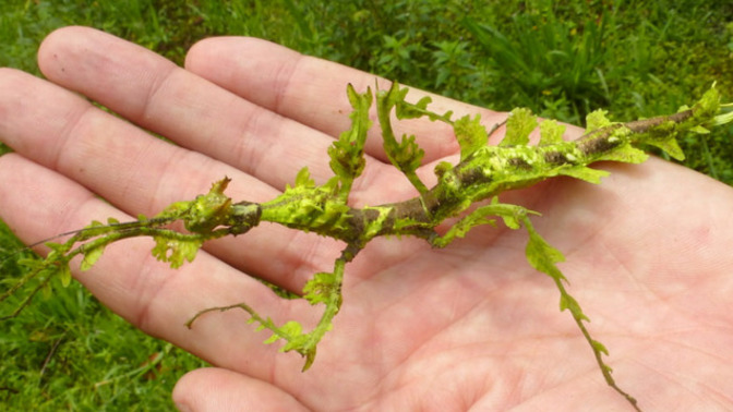 Would you know a bug from a leaf or flower?