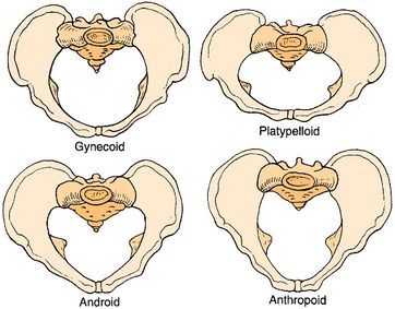 Why do black girls have bigger hips and booty than other races?