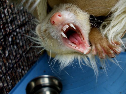 Did you ever think that ferrets were rodents?