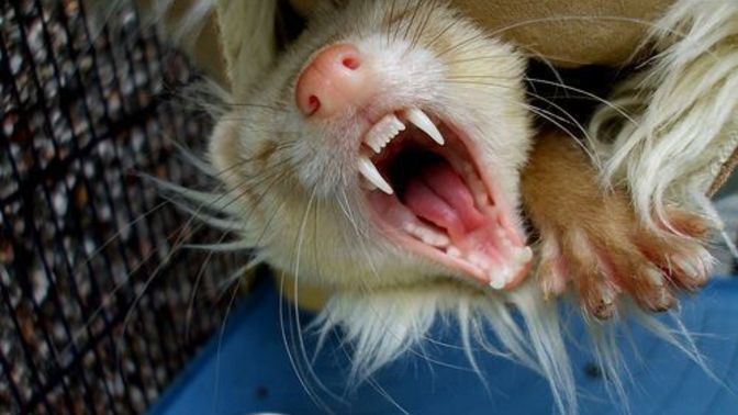 Did you ever think that ferrets were rodents?