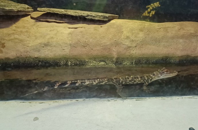 What creatures or critters are you afraid of?