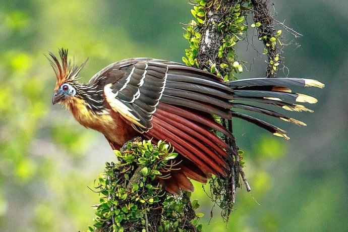 What word describes their movement?